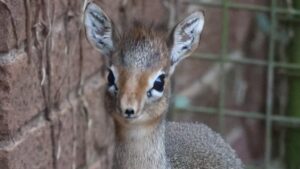 Small antelopes 'settle in' at Devon zoo